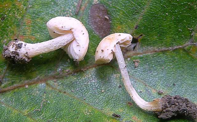 Una strana entita'' (Conocybe sp.)